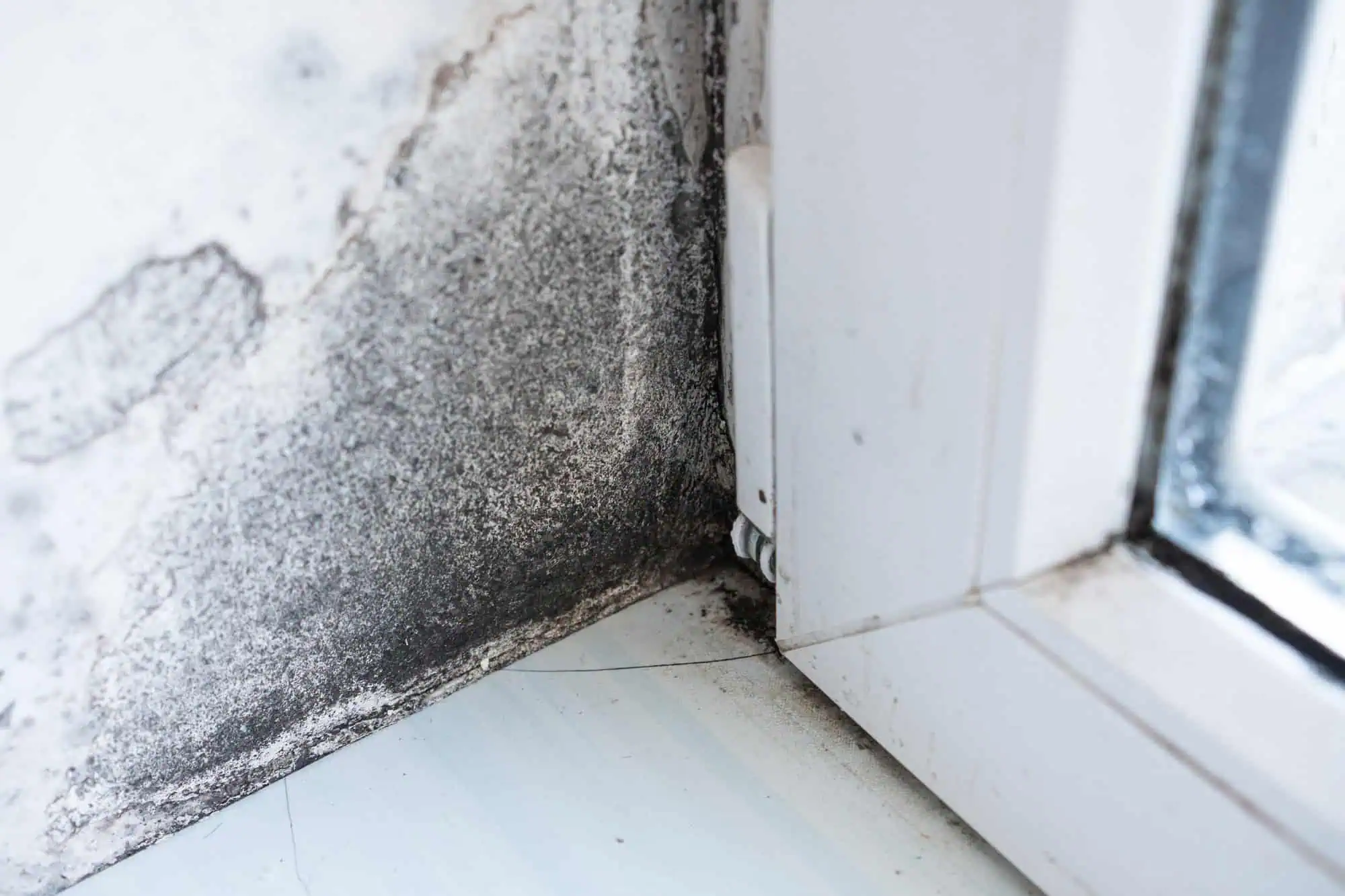 Mold in basement corner window