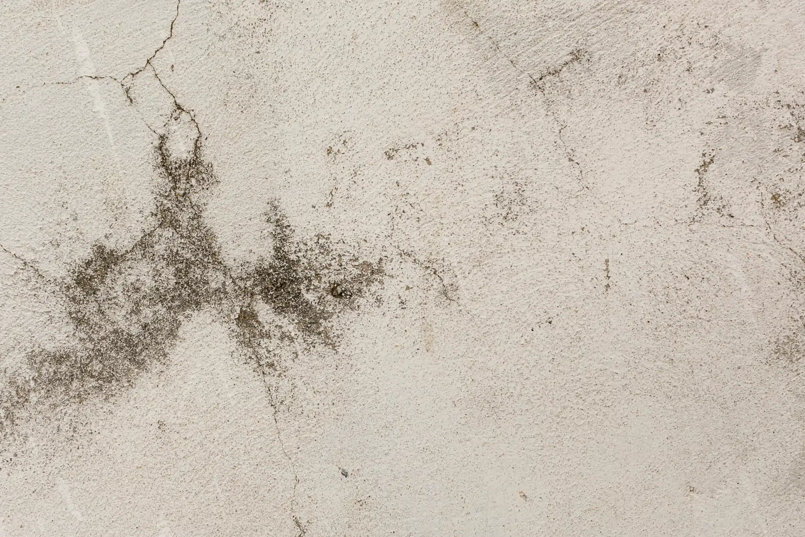 Mold on basement wall